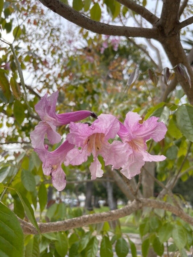 Handroanthus impetiginosus flower