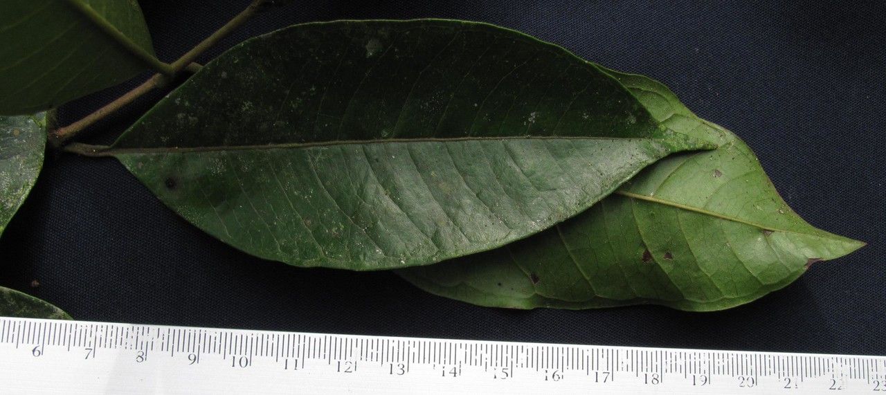 Calyptranthes chytraculia other