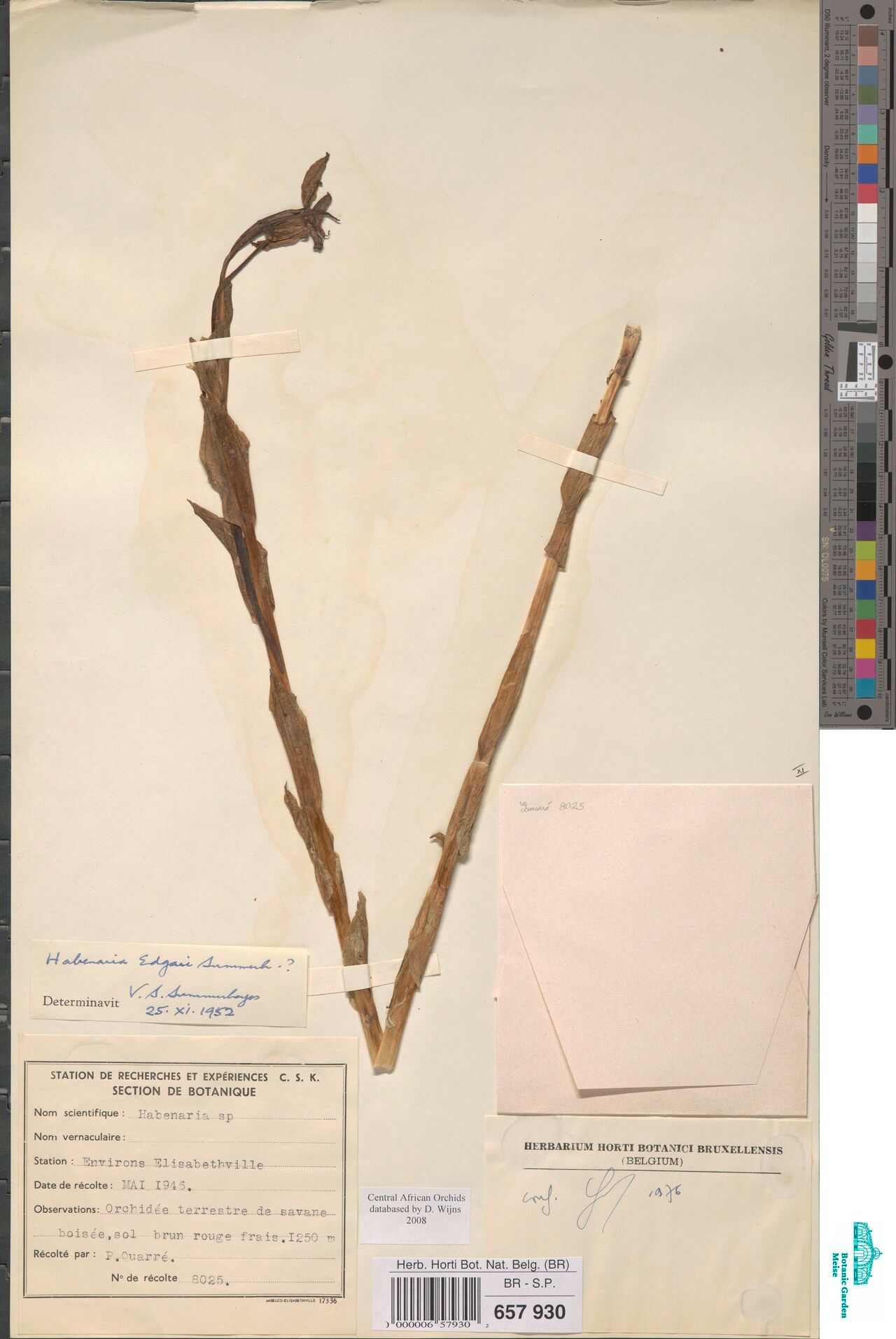 Habenaria edgarii — houseplant care guide