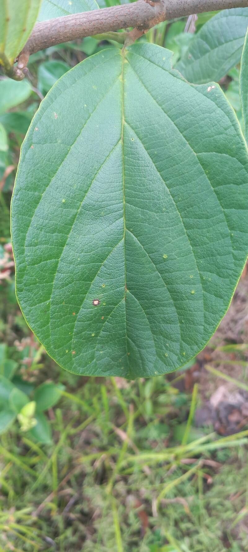 Amphilophium racemosum — houseplant care guide