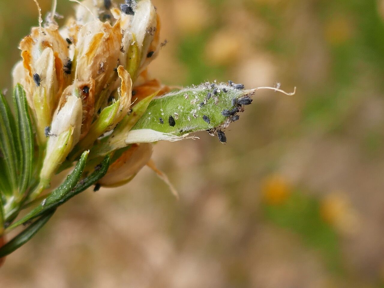Genista linifolia fruit