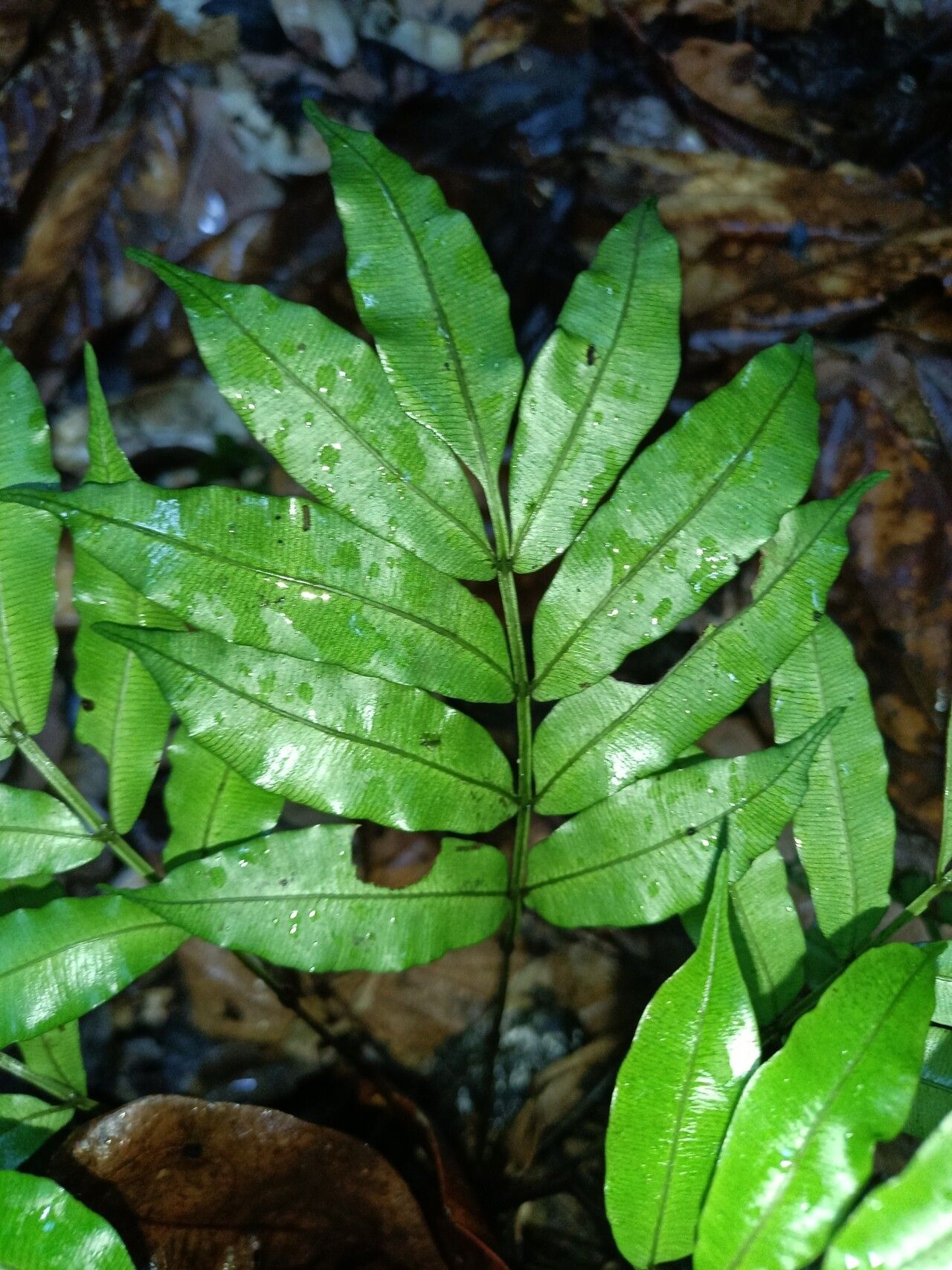 Danaea leprieurii — related species from the same genus