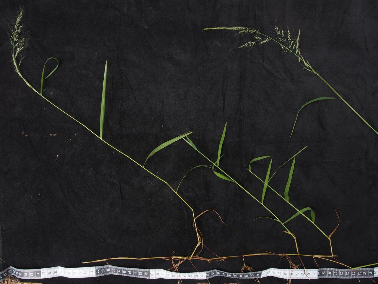 Muhlenbergia huegelii habit