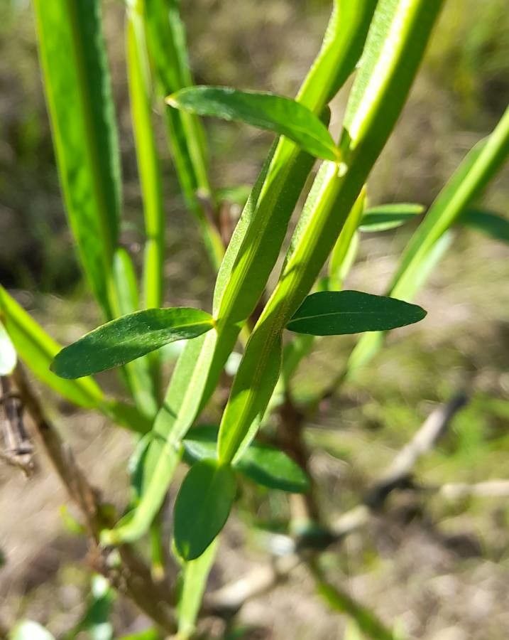Baccharis phyteumoides — search result for 'Baccharis'