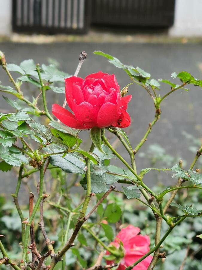 Rosa cinnamomea leaf
