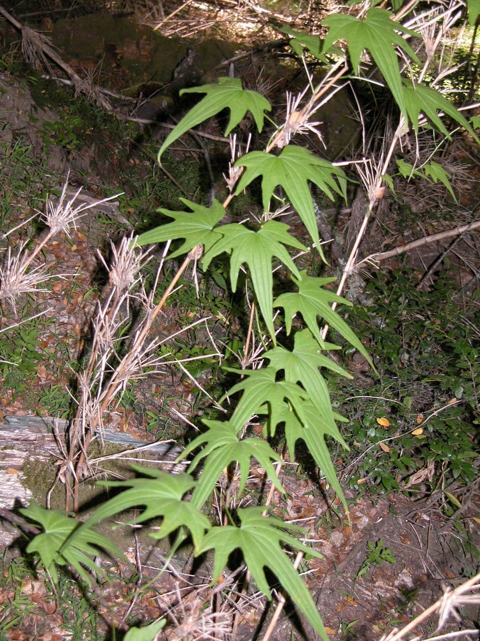 Dioscorea brachybotrya habit