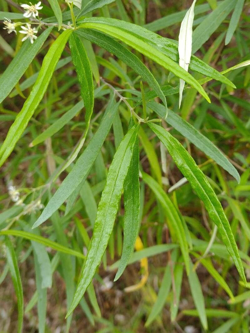 Olearia viscidula — search result for 'Olearia'