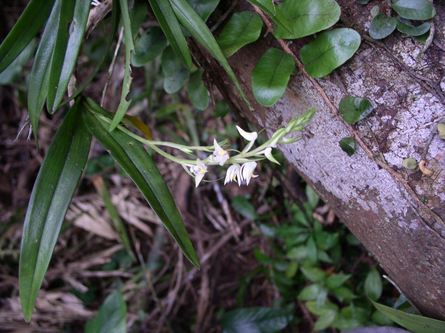 Polystachya laurentii habit