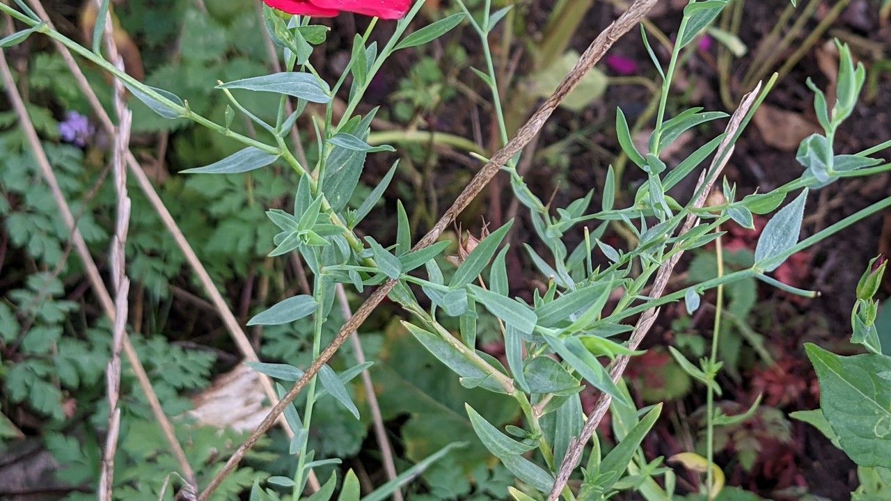 Linum grandiflorum leaf