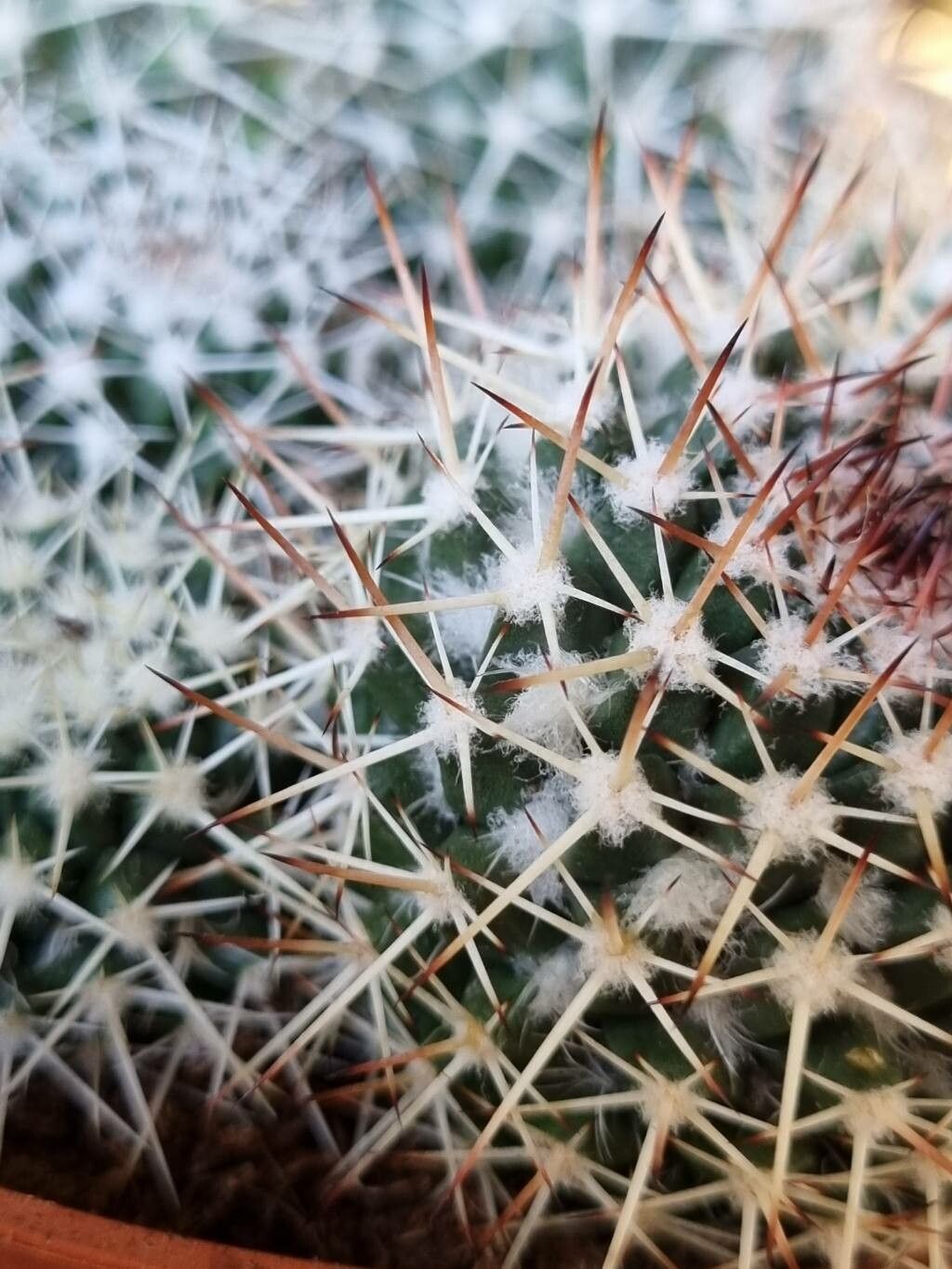 Mammillaria karwinskiana bark