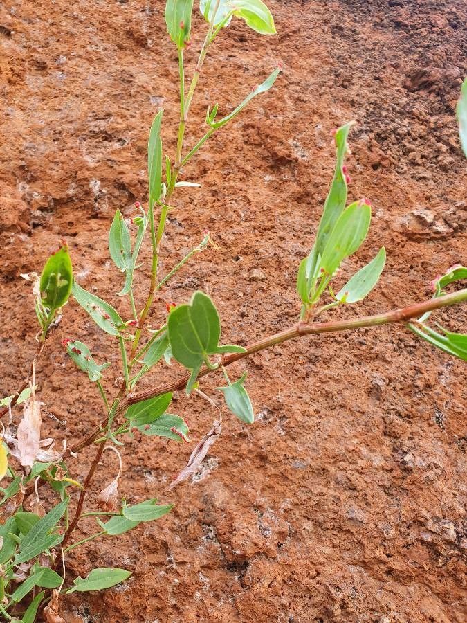 Rumex usambarensis leaf