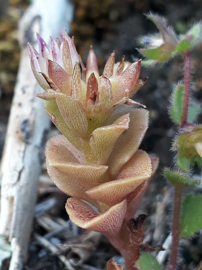 Phedimus stellatus flower