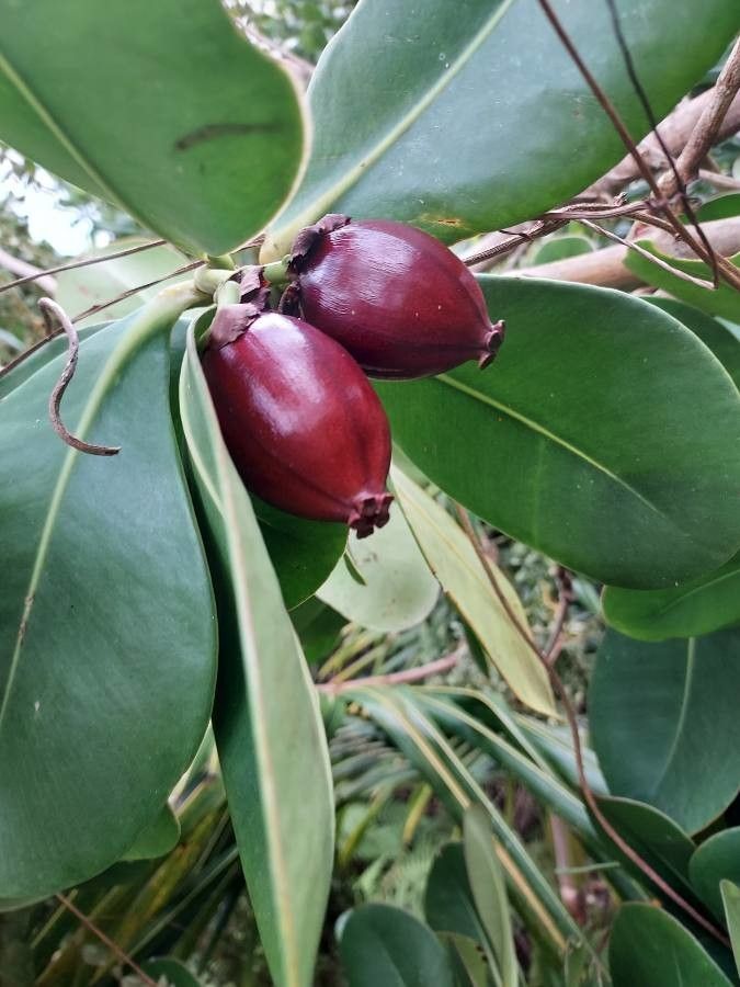 Clusia major fruit