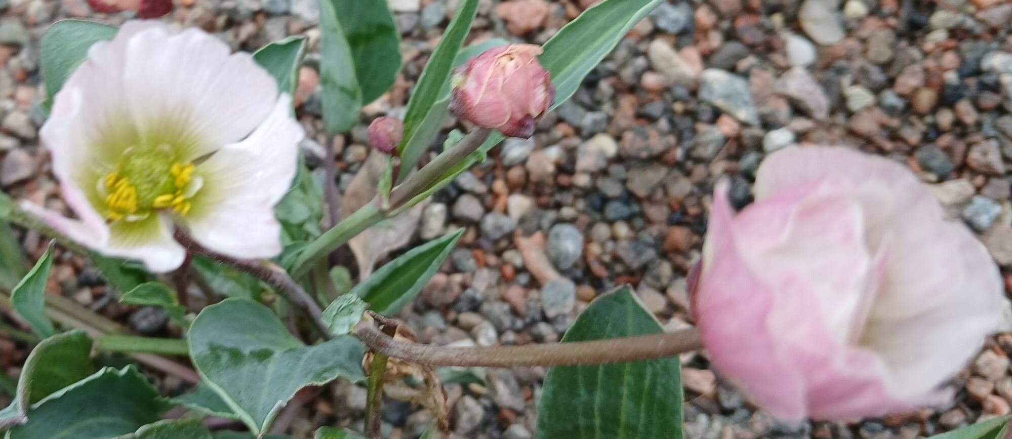 Ranunculus calandrinioides flower