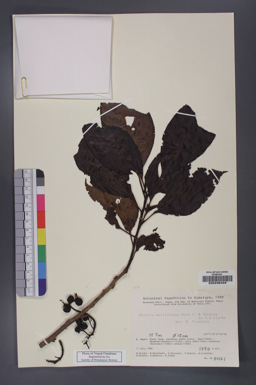 Ehretia wallichiana — search result for 'Ehretia'