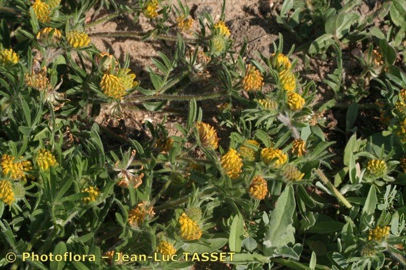 Anthyllis hamosa habit