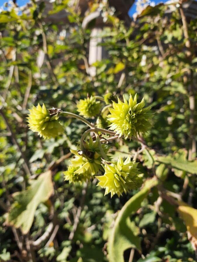 Montanoa bipinnatifida fruit