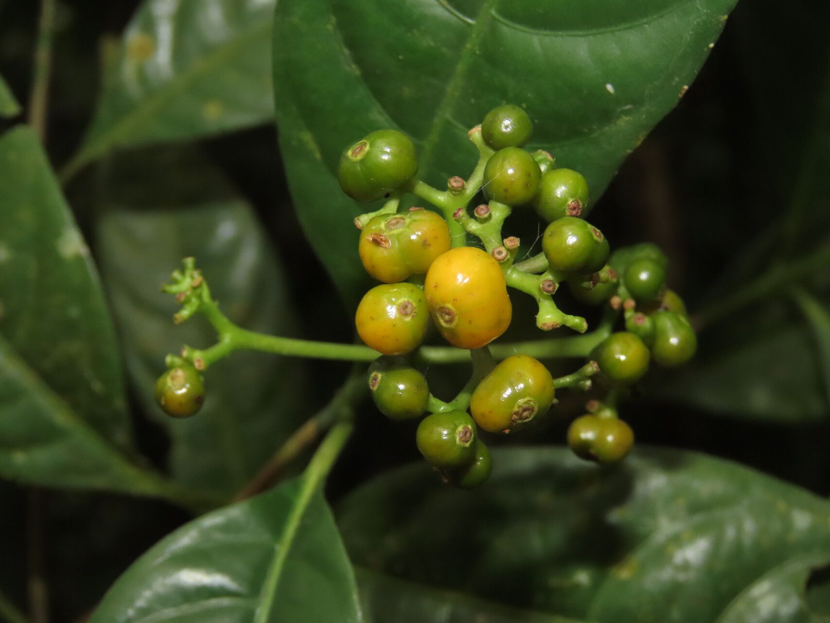 Palicourea valeriana fruit