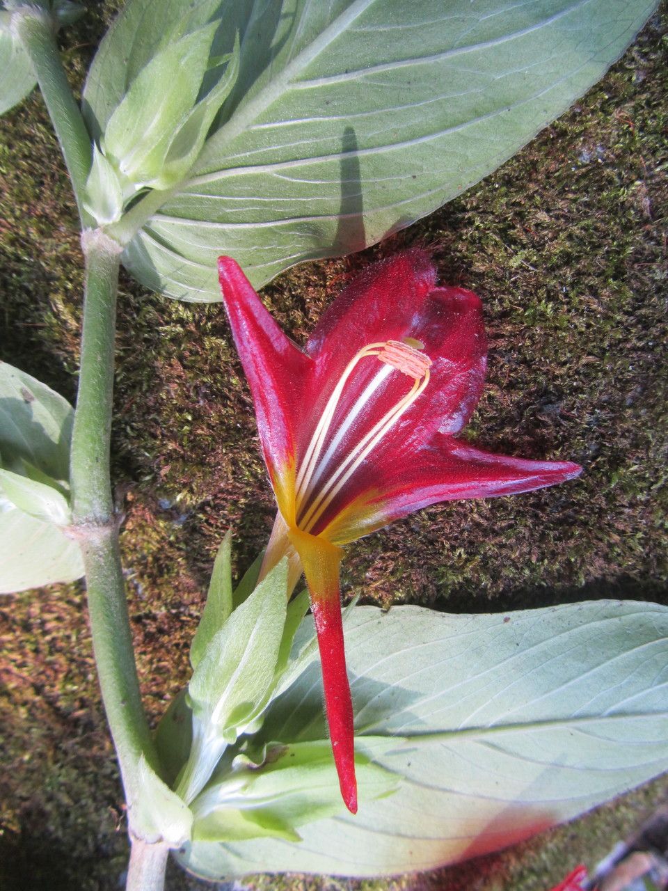 Columnea nicaraguensis flower