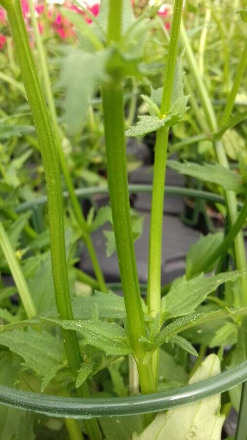Nemesia strumosa bark