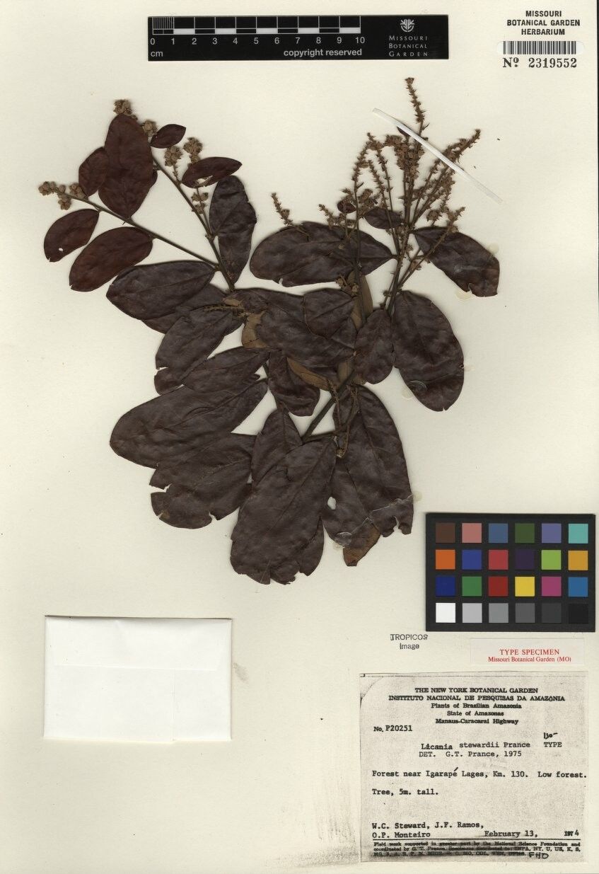 Licania stewardii — houseplant care guide