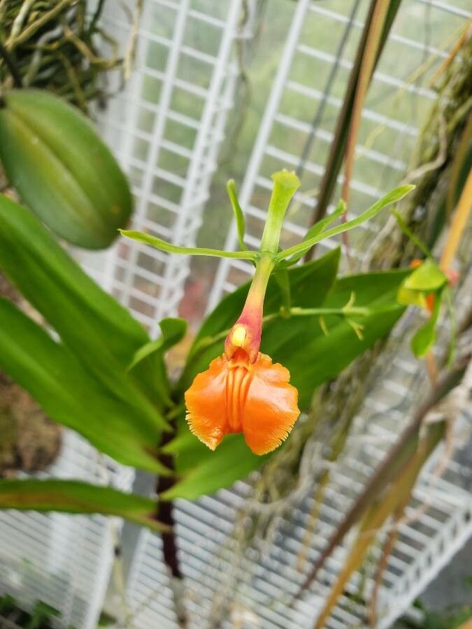Epidendrum pseudepidendrum flower