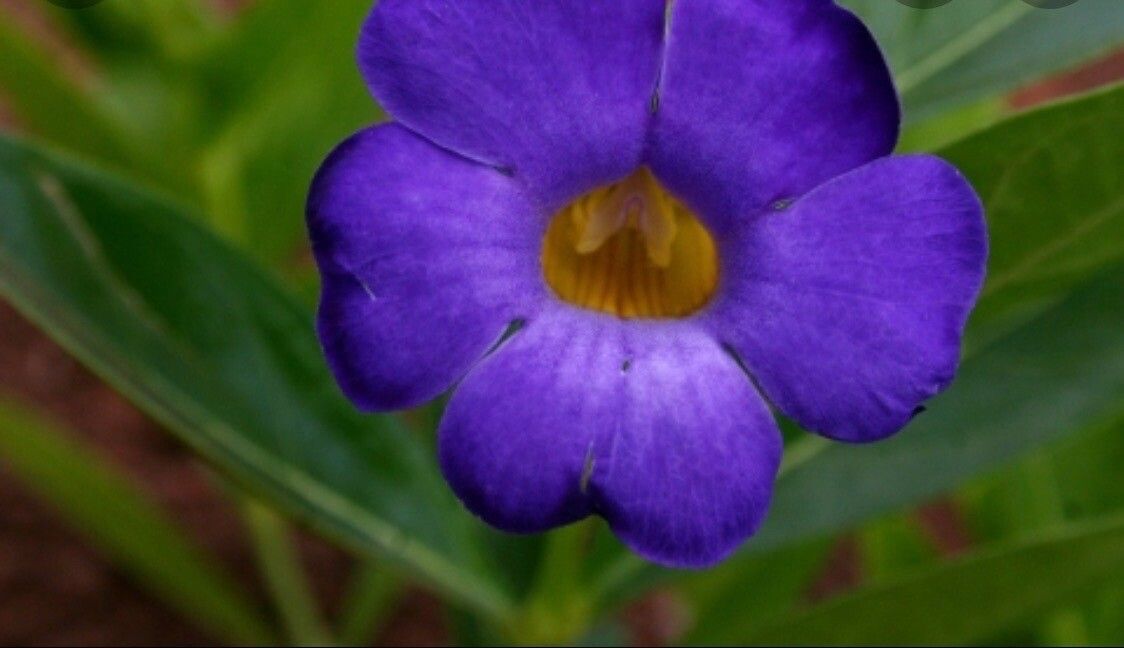 Thunbergia lancifolia — search result for 'Thunbergia'