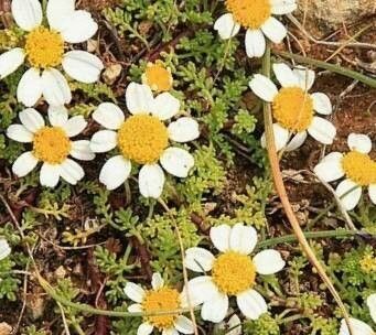 Anthemis urvilleana flower