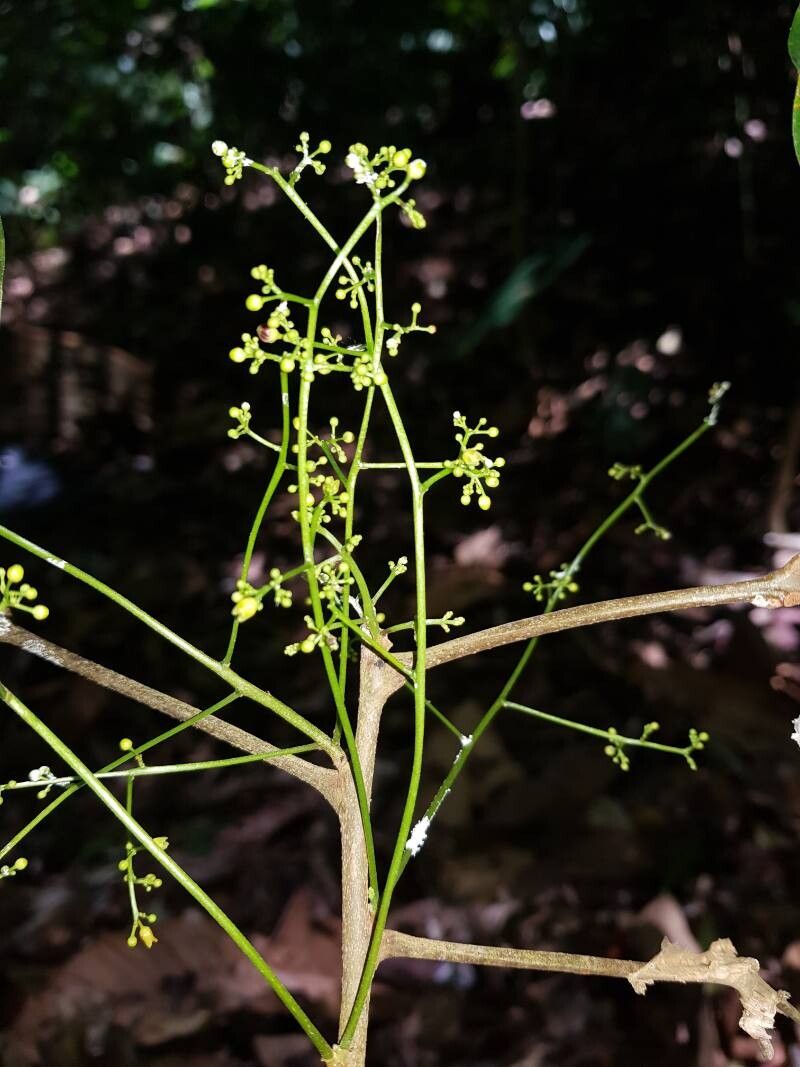 Protium ravenii flower