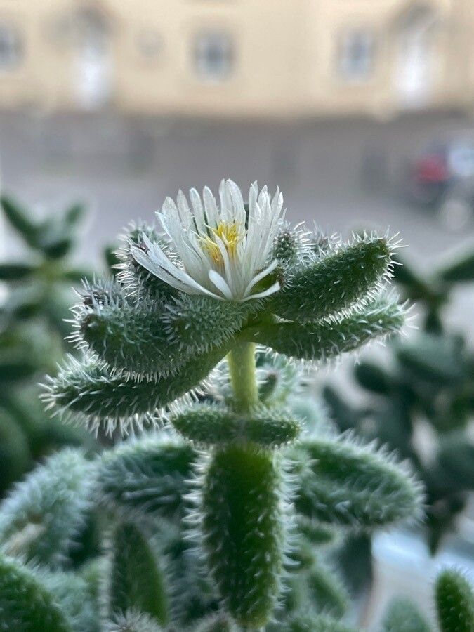 Delosperma echinatum flower