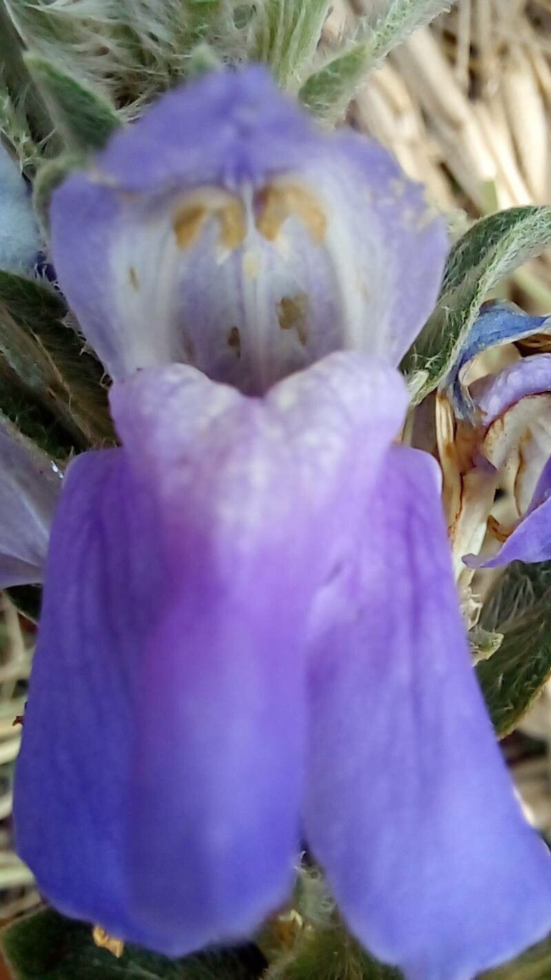 Justicia chrysotrichoma flower