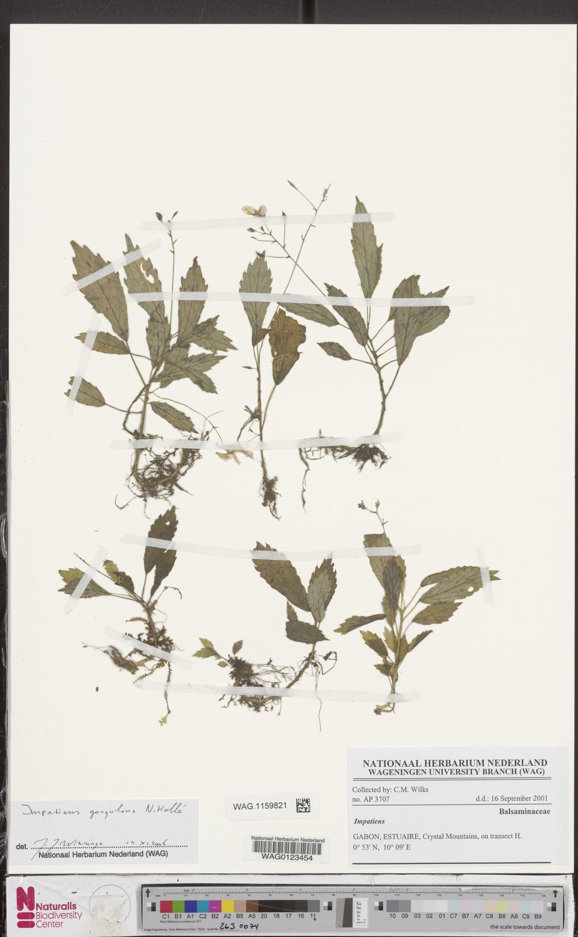 Impatiens gongolana — houseplant care guide