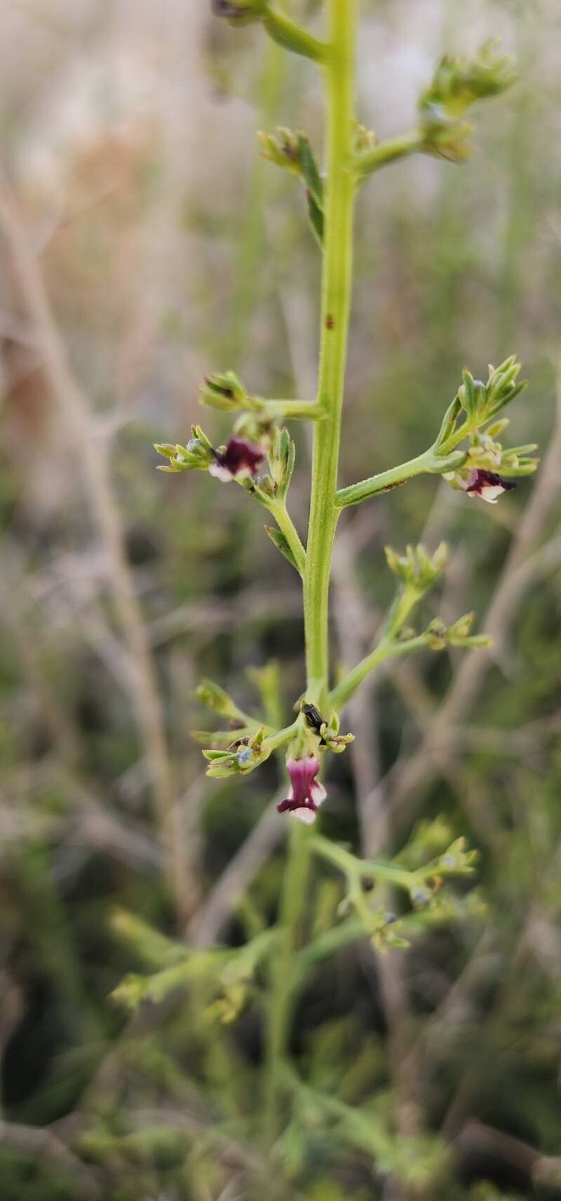 Scrophularia striata flower
