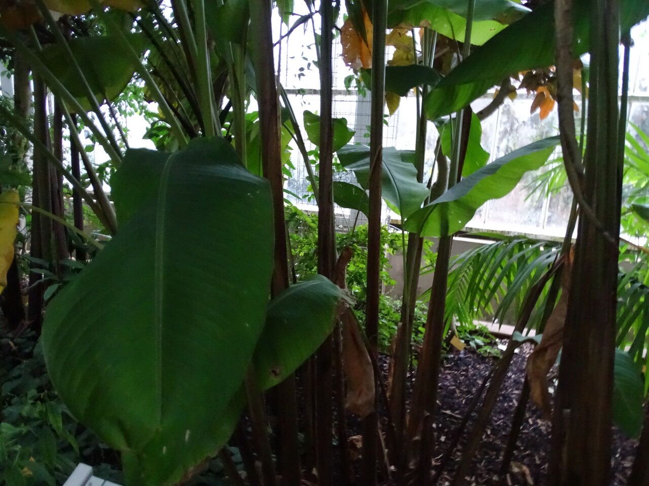 Heliconia bihai leaf