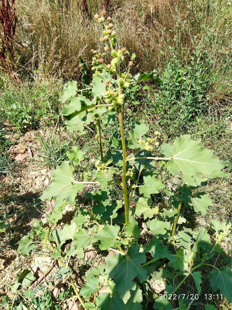 Xanthium albinum leaf