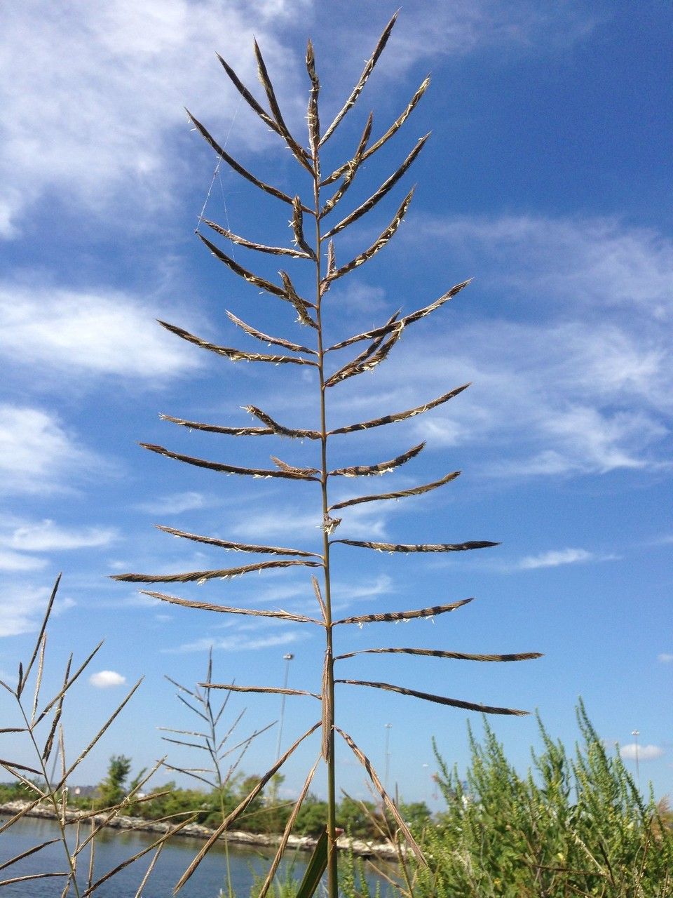 Spartina cynosuroides — related species from the same genus