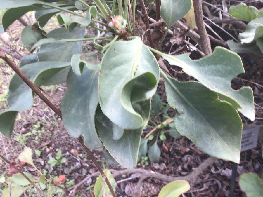 Limonium sventenii — search result for 'Limonium'