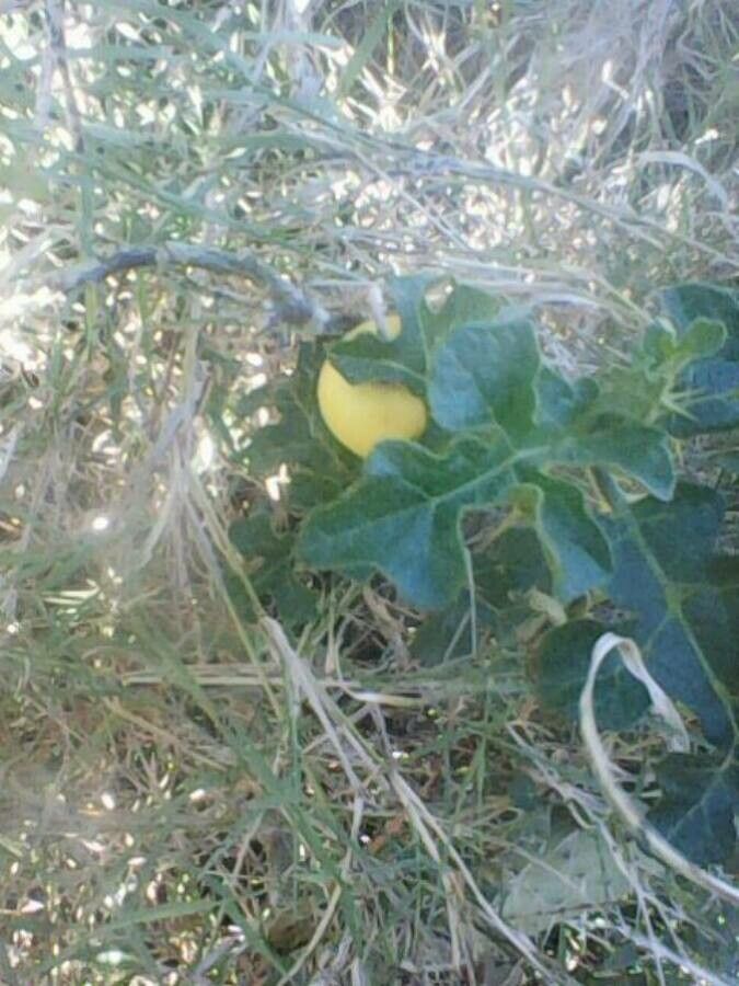 Solanum sodomaeum — houseplant care guide