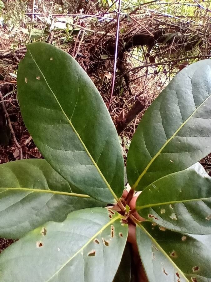 Beilschmiedia latifolia — houseplant care guide