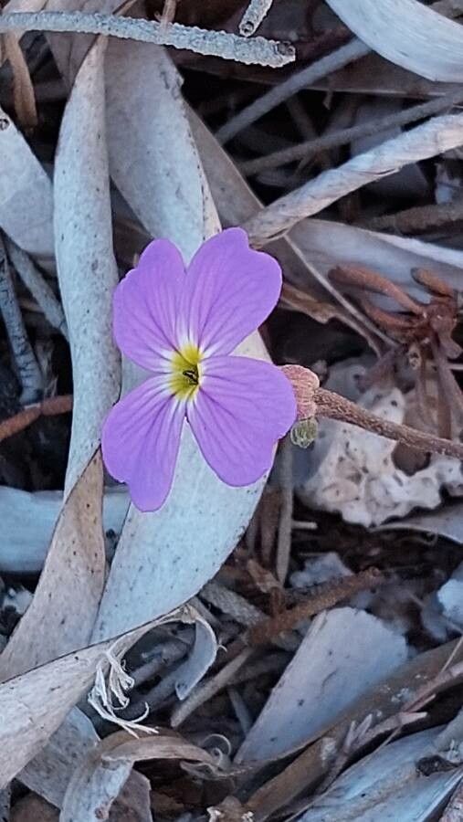 Malcolmia flexuosa flower