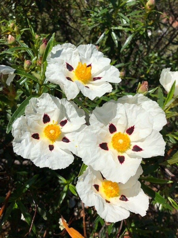 Cistus ladanifer flower