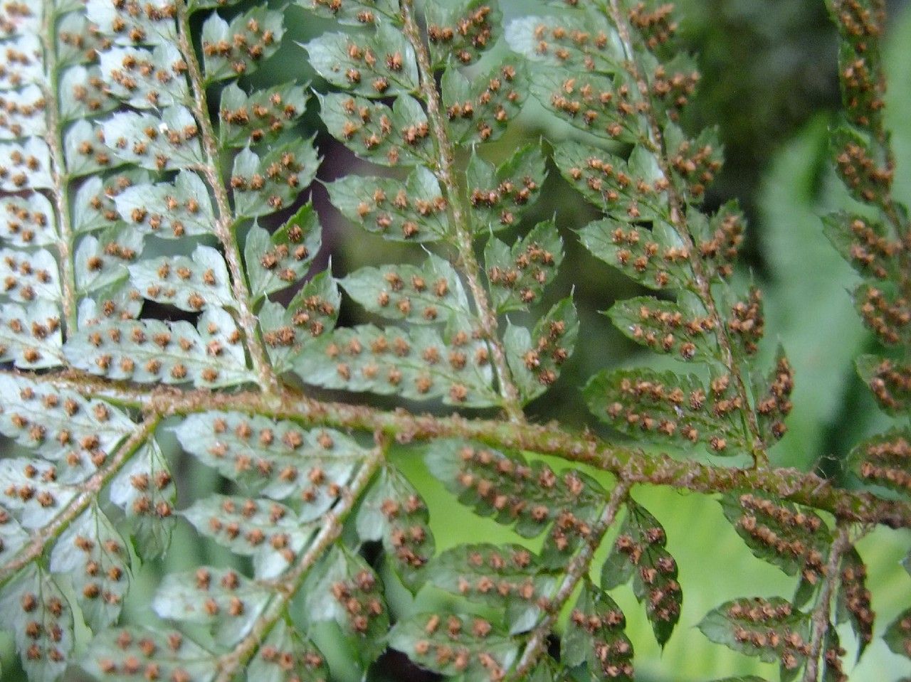 Dryopteris sieboldii flower