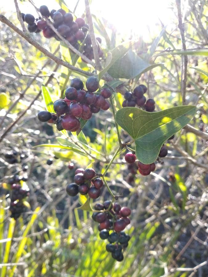 Smilax aspera