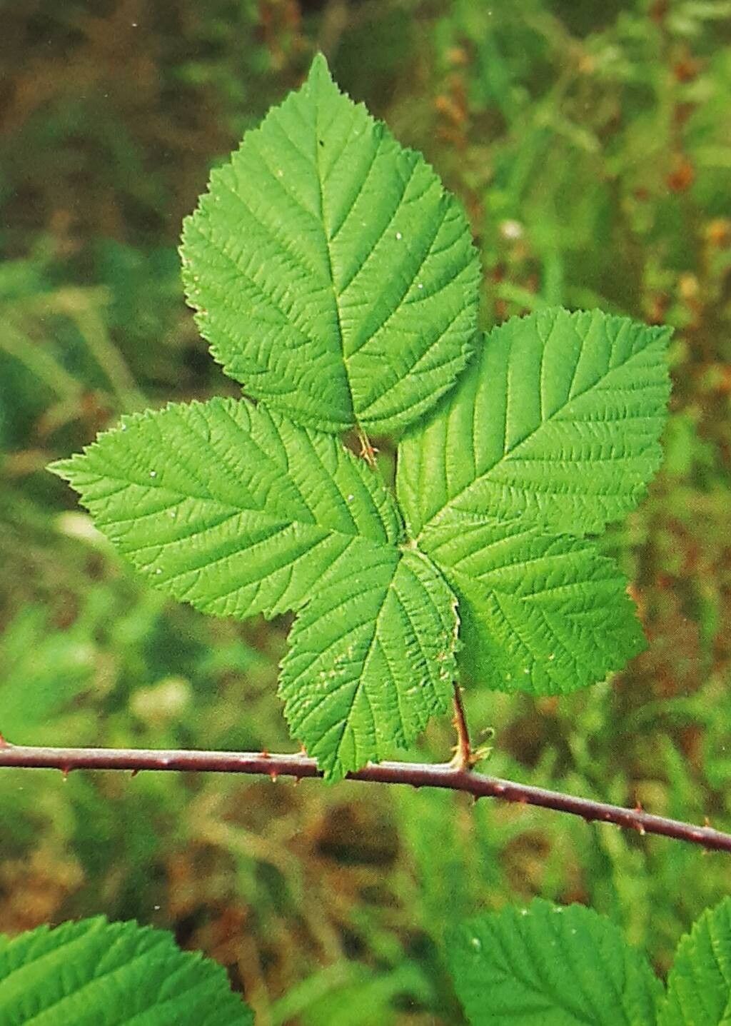 Rubus hadracanthos — houseplant care guide