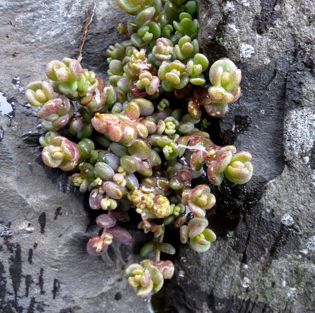 Potentilla neglecta habit