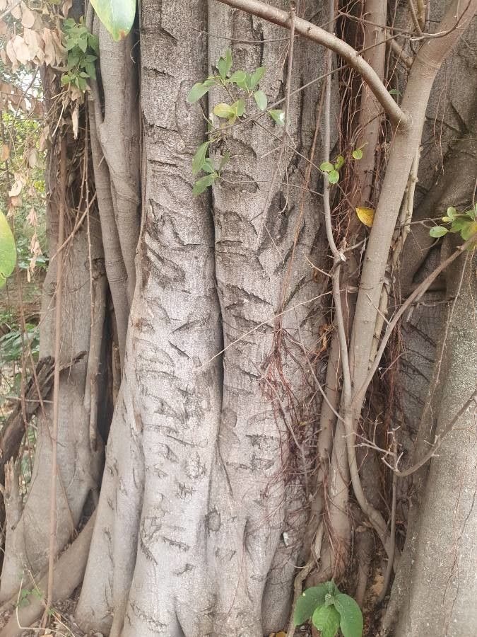 Ficus craterostoma bark