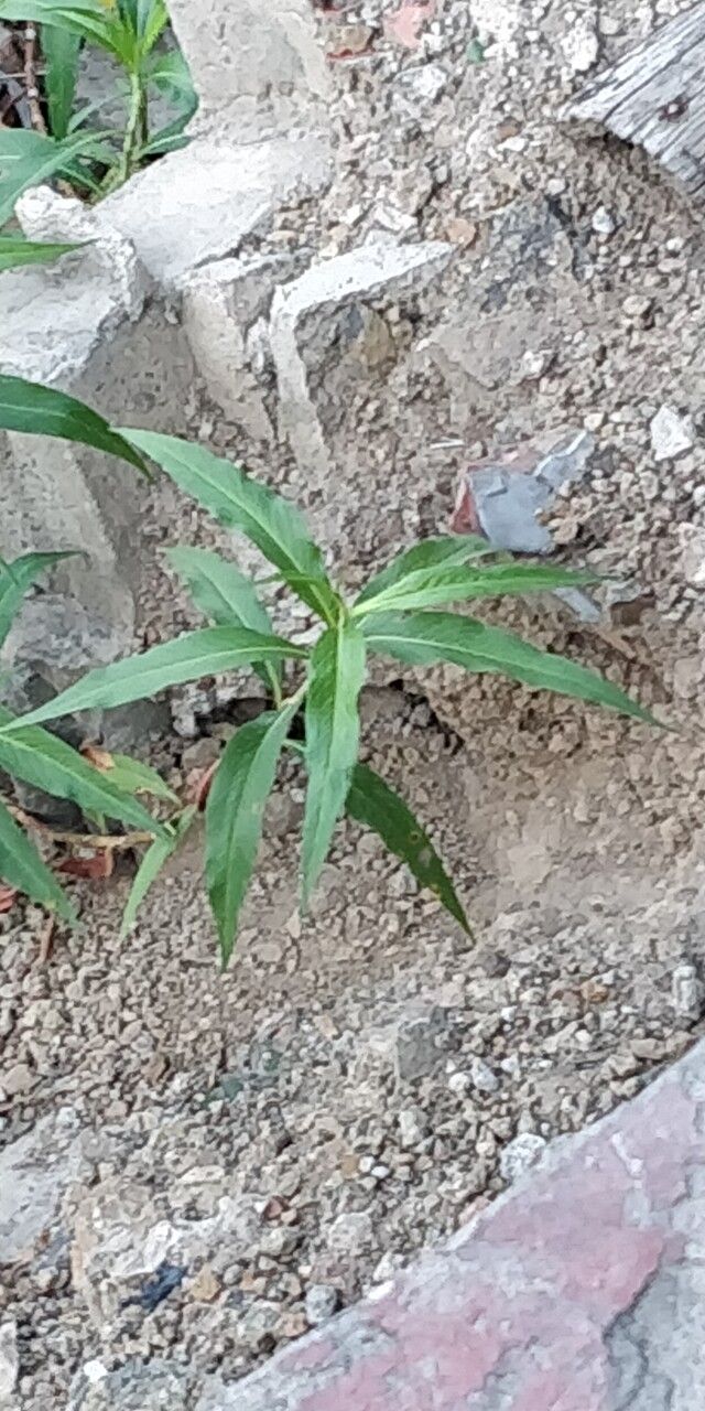 Persicaria senegalensis leaf