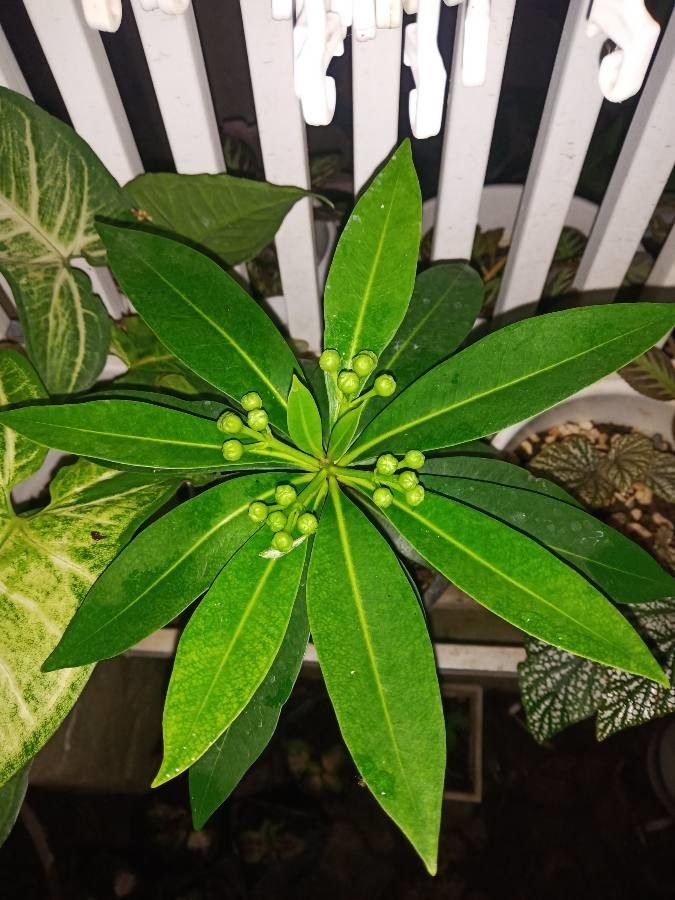 Xanthostemon chrysanthus leaf