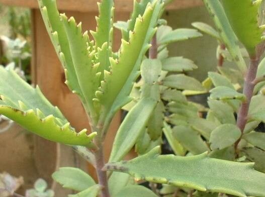 Kalanchoe variifolia — houseplant care guide