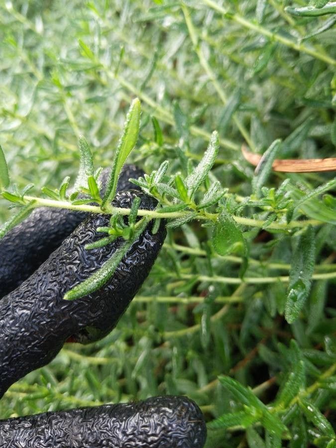 Glandora prostrata bark
